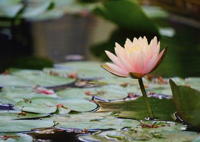 Nymphaea